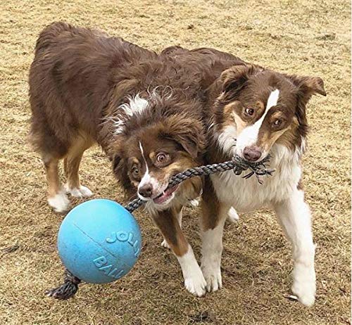 Jolly Pets Romp-n-Roll avec corde-poignée pour tir et lancer sans fuite.