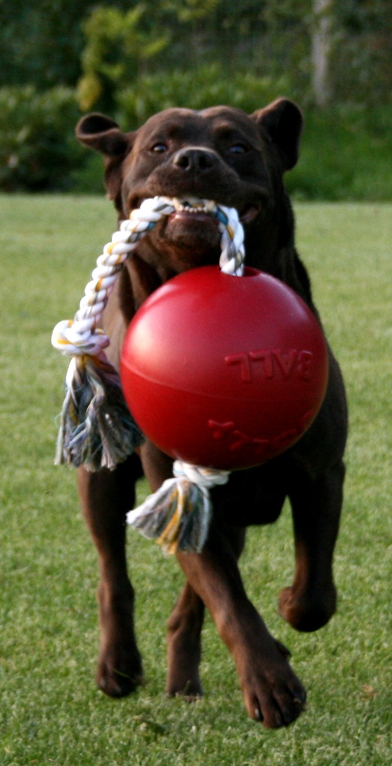 Jolly Pets Romp-n-Roll fabriqué aux États‑Unis, durable et soutient les refuges pour chiens.
