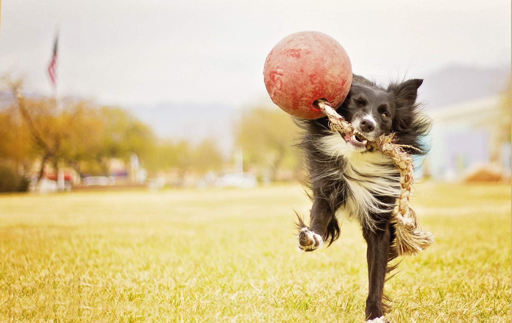 Jolly Pets Romp-n-Roll, chien en action avec le jouet, stimulation mentale et activité physique.