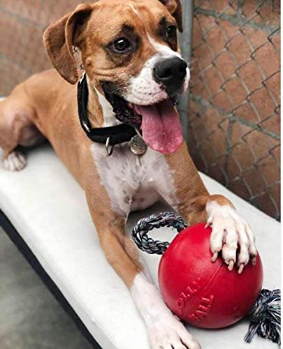 Jolly Pets Romp-n-Roll: détail corde et balle, stimulation ludique sécurisée.