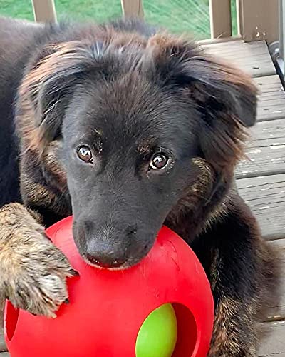 Jolly Pets Teaser Ball avec beurre de cacahuète intérieur pour ajouter du défi.