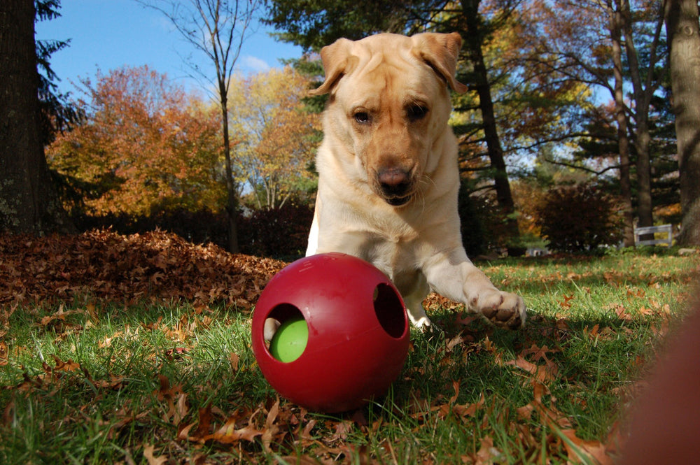 Jolly Pets Teaser Ball adapté à tous les chiens, jeu durable et captivant.