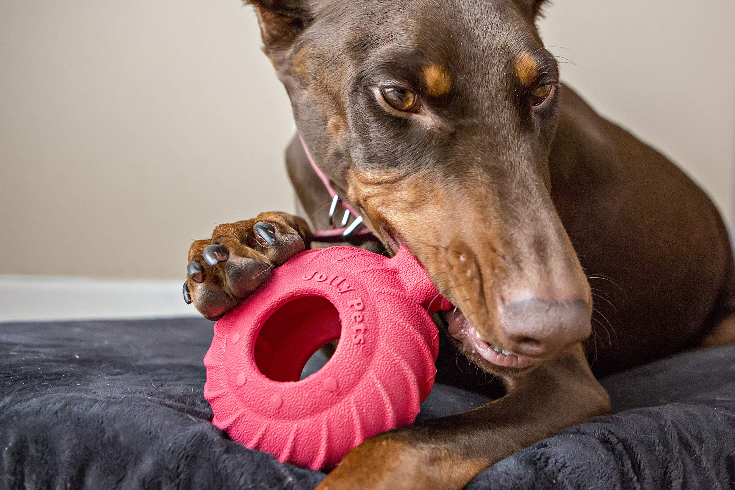 Jolly Pets Tuff Treader avec poignée pour une prise facile lors des jeux.