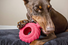 Jolly Pets Tuff Treader avec poignée pour une prise facile lors des jeux.