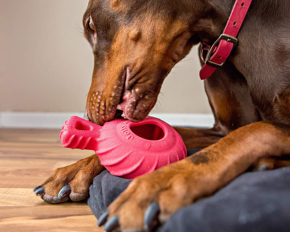 Jolly Pets Tuff Treader surfaces dentaires qui aident à nettoyer lors du mâchage.