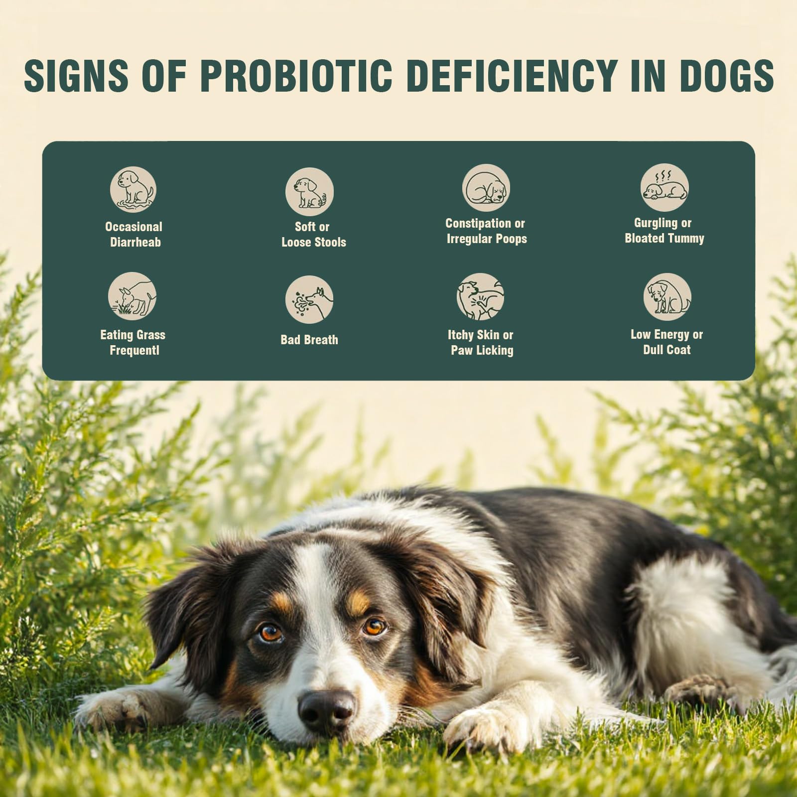 Bouchées probiotiques Jomielerr – utilisation quotidienne facile pour chiens.