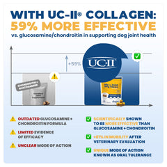 Collagène UC-II type II Jope, soutien potentiel au confort articulaire.