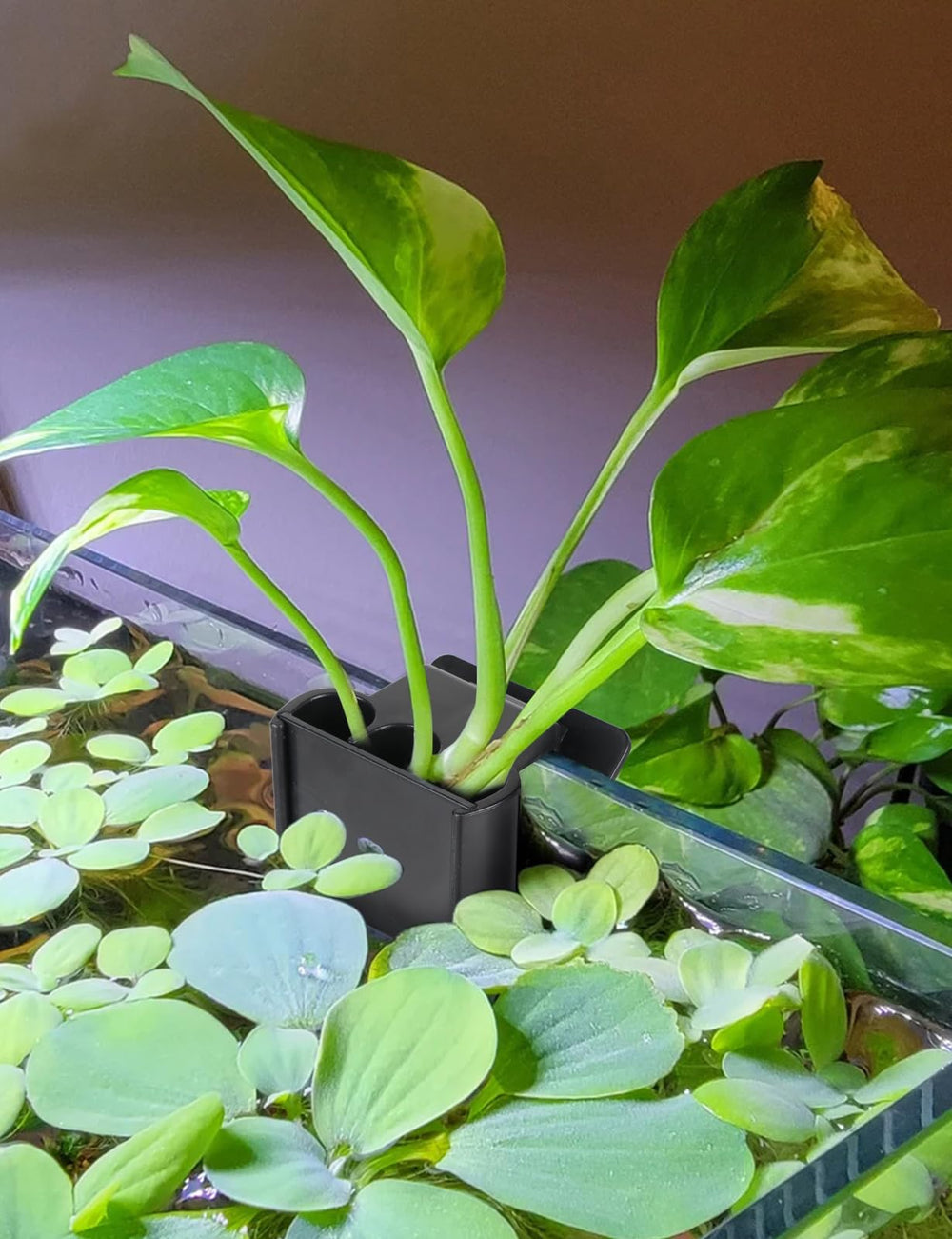 joqepy porte-plante aquarium ABS durable et fixation fiable