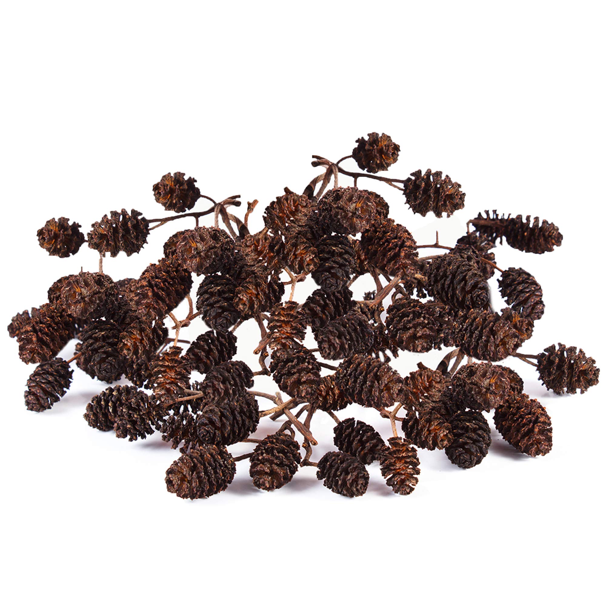 JOR Alder cones diminuent le pH de l’eau en douceur