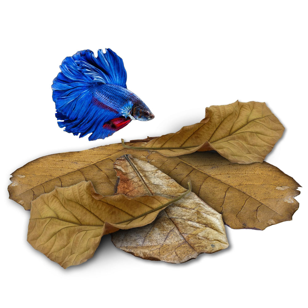 Achat économique Catappa JOR – feuilles durables pour aquarium