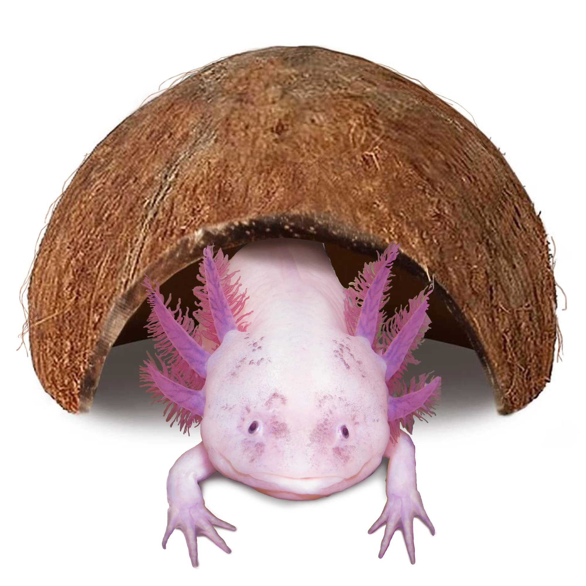 JOR Axolotl Cave : refuge privé en coco pour axolotl et confort aquatique