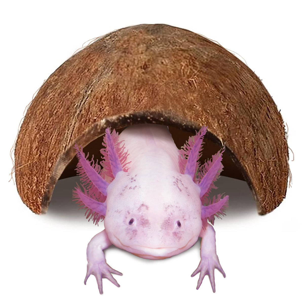 JOR Axolotl Cave : refuge privé en coco pour axolotl et confort aquatique