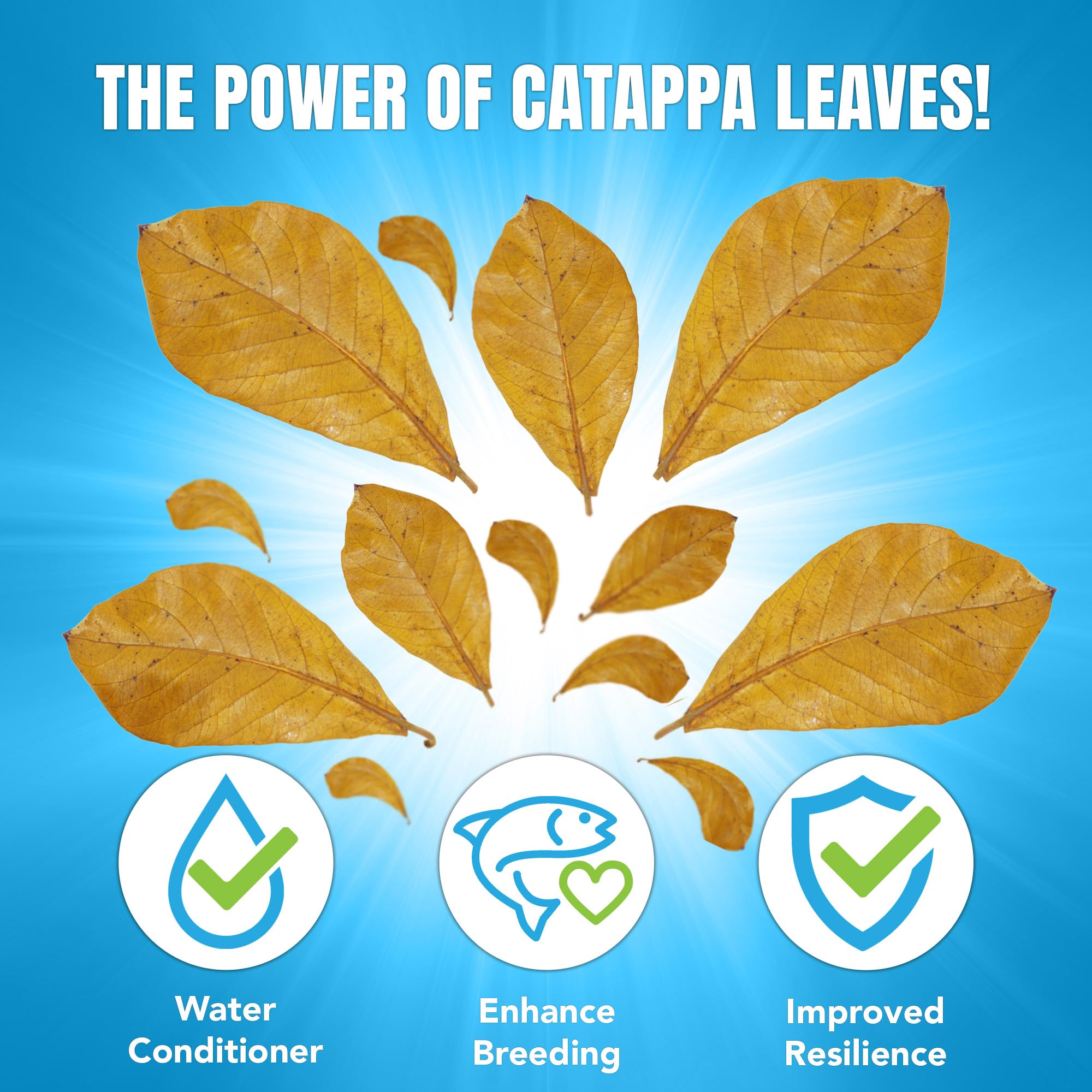 Eau ambrée naturelle avec Catappa JOR pour ambiance tropicale