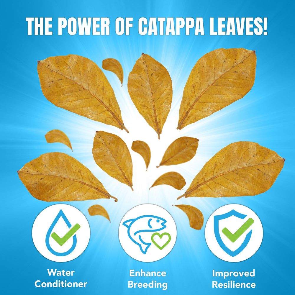 Eau ambrée naturelle avec Catappa JOR pour ambiance tropicale