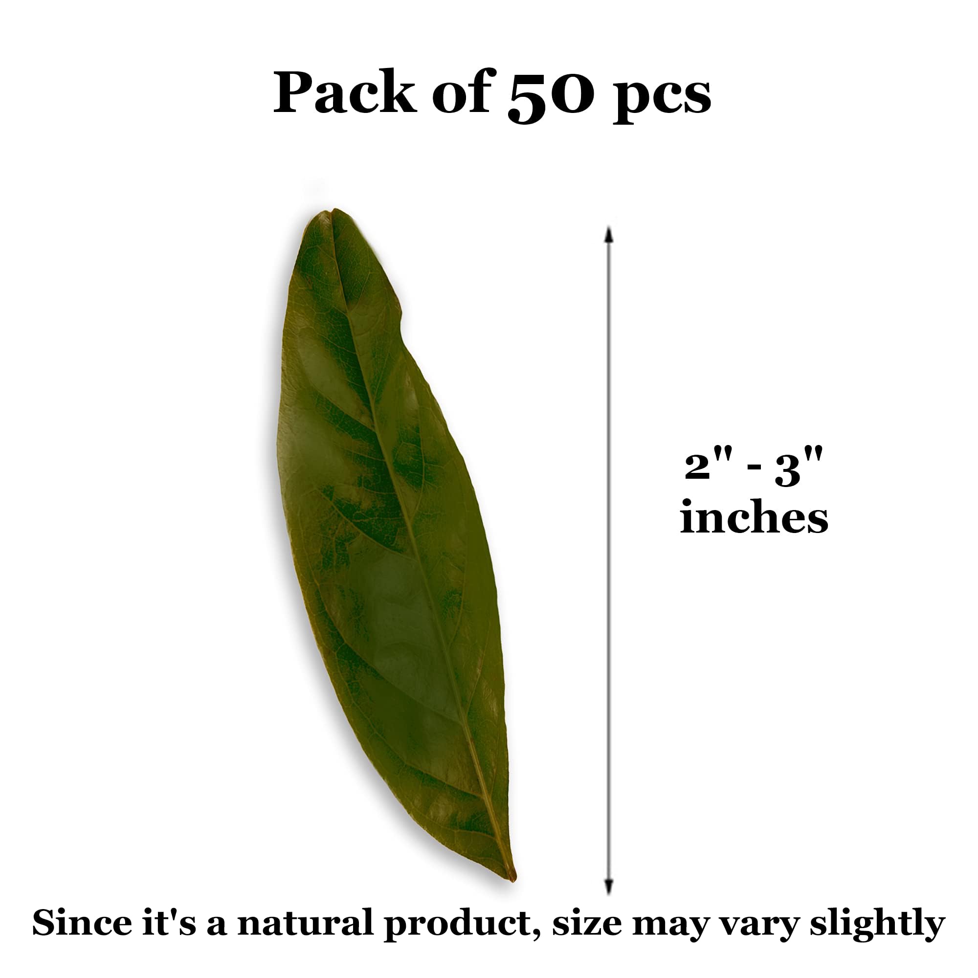 Feuilles acajou JOR: source potentielle de nourriture pour invertébrés.