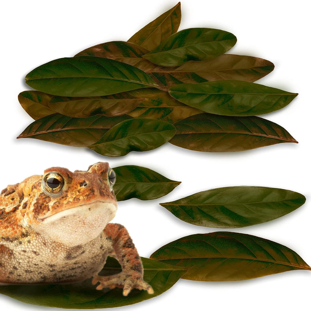 JOR Feuilles acajou: petites feuilles pour le vivarium.