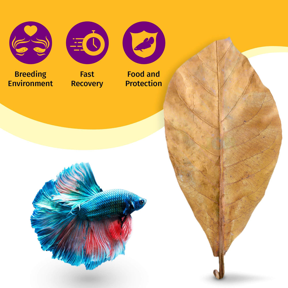 Feuilles Catappa grandes JOR 7-9 pouces, faciles à couper
