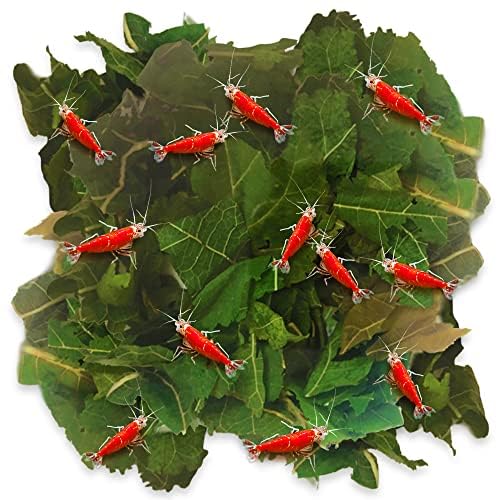 JOR Feuilles de mûrier séchées près des crevettes, nourriture naturelle attrayante.