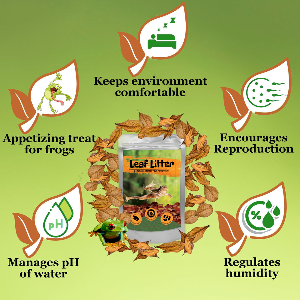 JOR feuilles amandier indien habitat microfaune terrarium, refuge et nutriments pour petites espèces.
