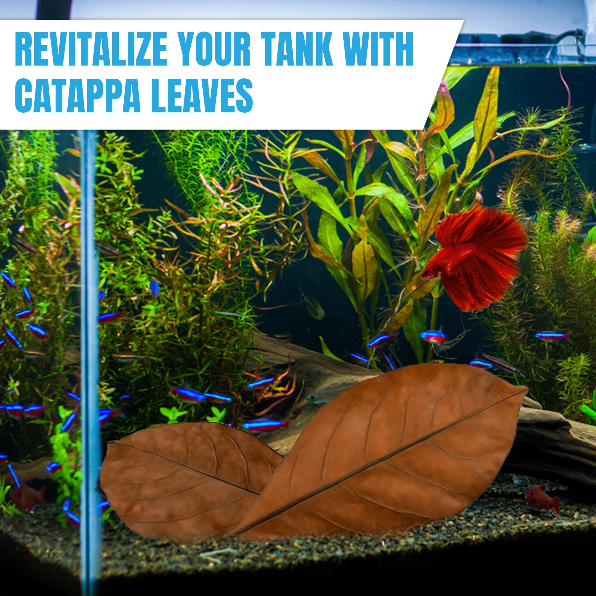 Nid de bulles Bettas facilité par les feuilles Catappa