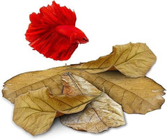 Jor feuilles Catappa pour Bettas, paquet conditionnement simple