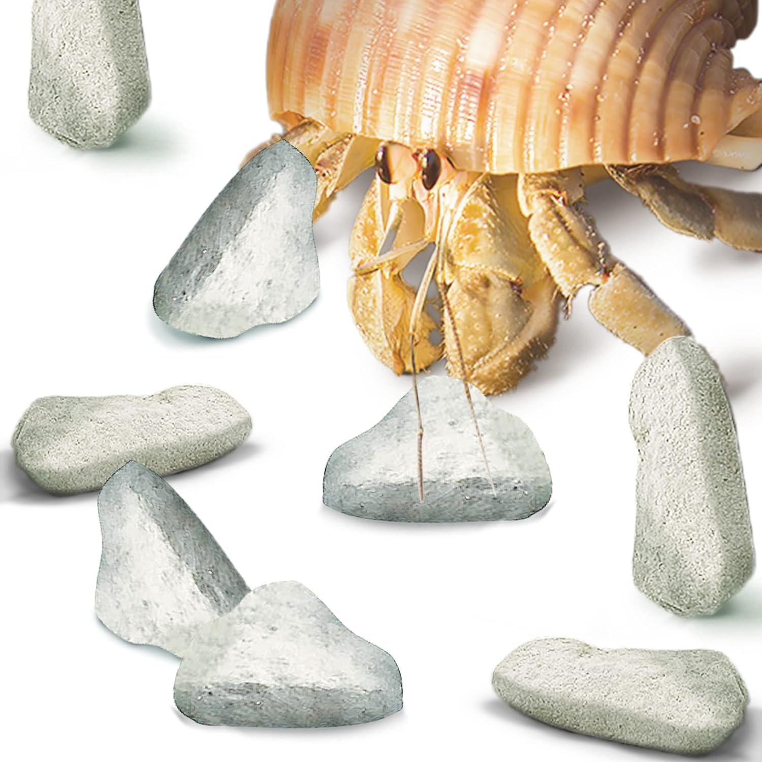 Pierre calcium JOR pour crevettes, roches blanches soutenant les couleurs.