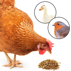 Friandise JOR vers de farine pour hérissons, croquant et nutritive.