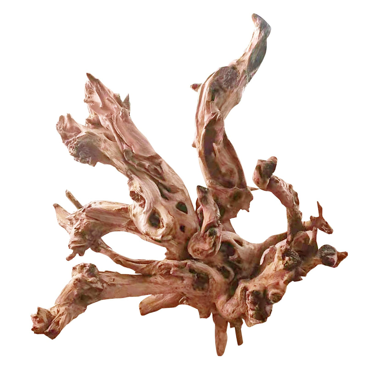 Jorewood bois flotté - branche torsadee 13-17 pouces, parfait pour grimpe et cachettes.