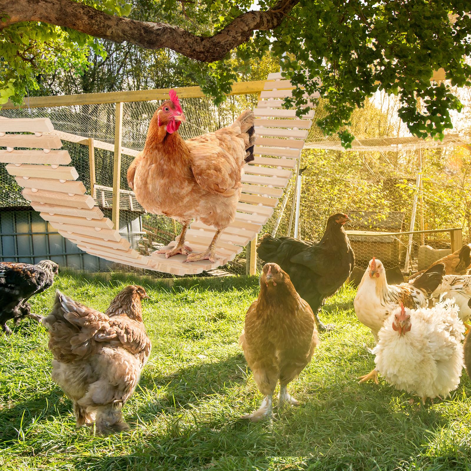 Longueur de 120 cm Jorewood, peut accueillir trois à quatre poules.