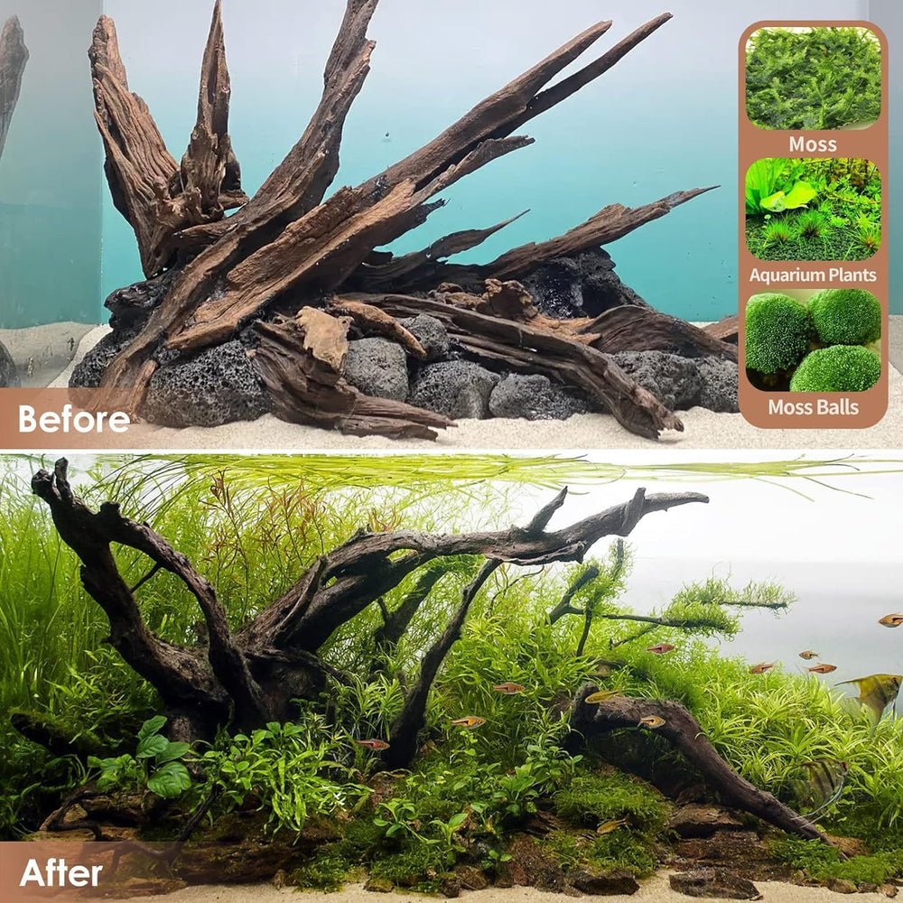 Racine Jorewood double pièce, parfaite pour arbres mousse et terrarium.