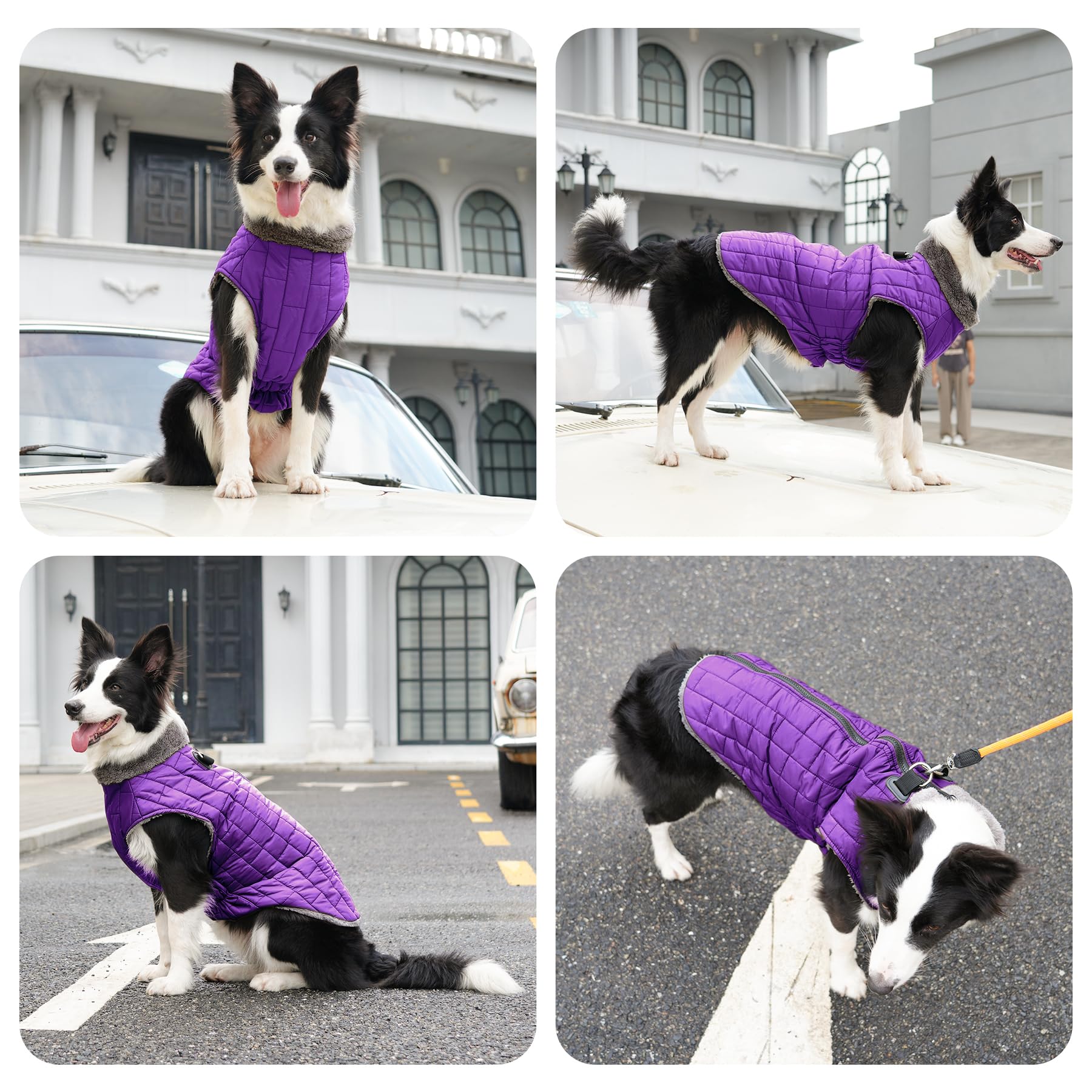 JoyDaog guide des tailles pour chien moyen, assure un ajustement correct