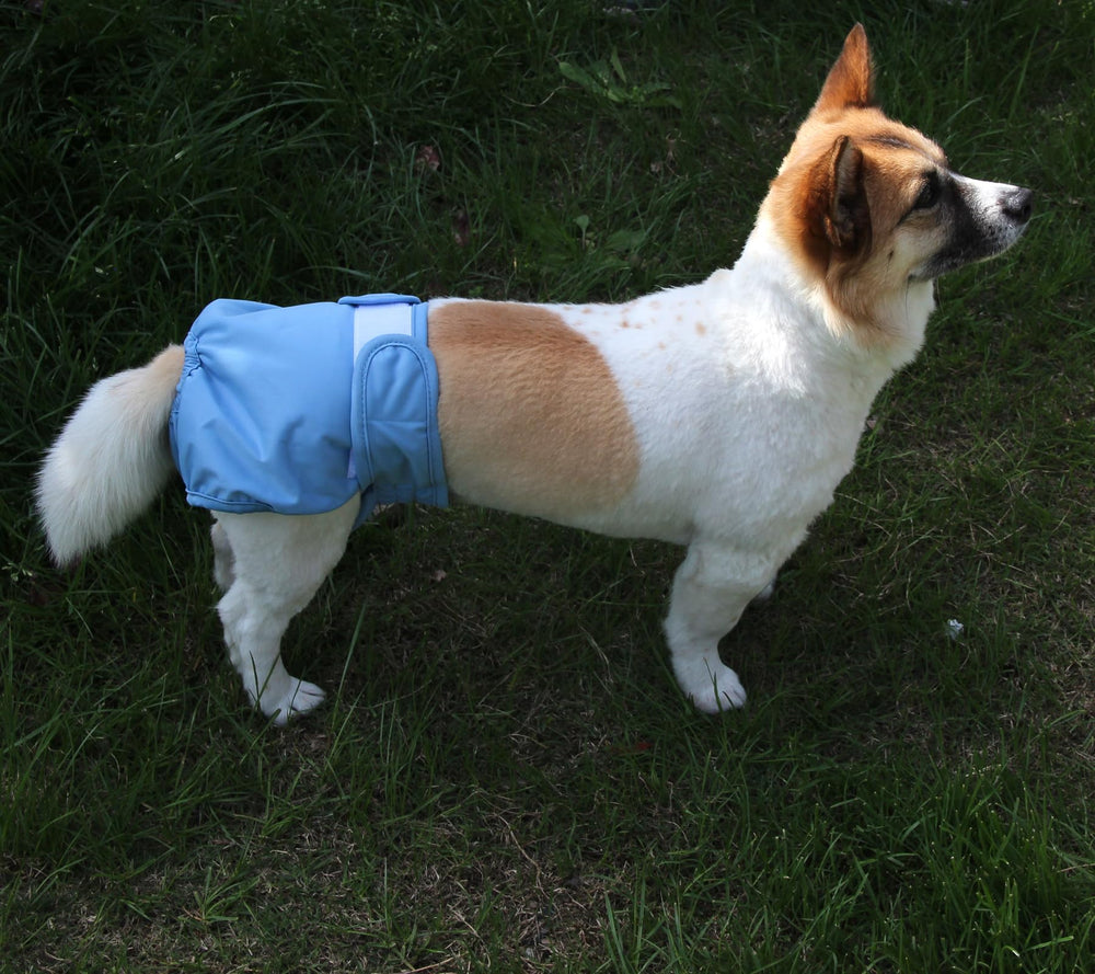JoyDaog guide tailles XL: convient parfaitement aux grands chiens femelles.