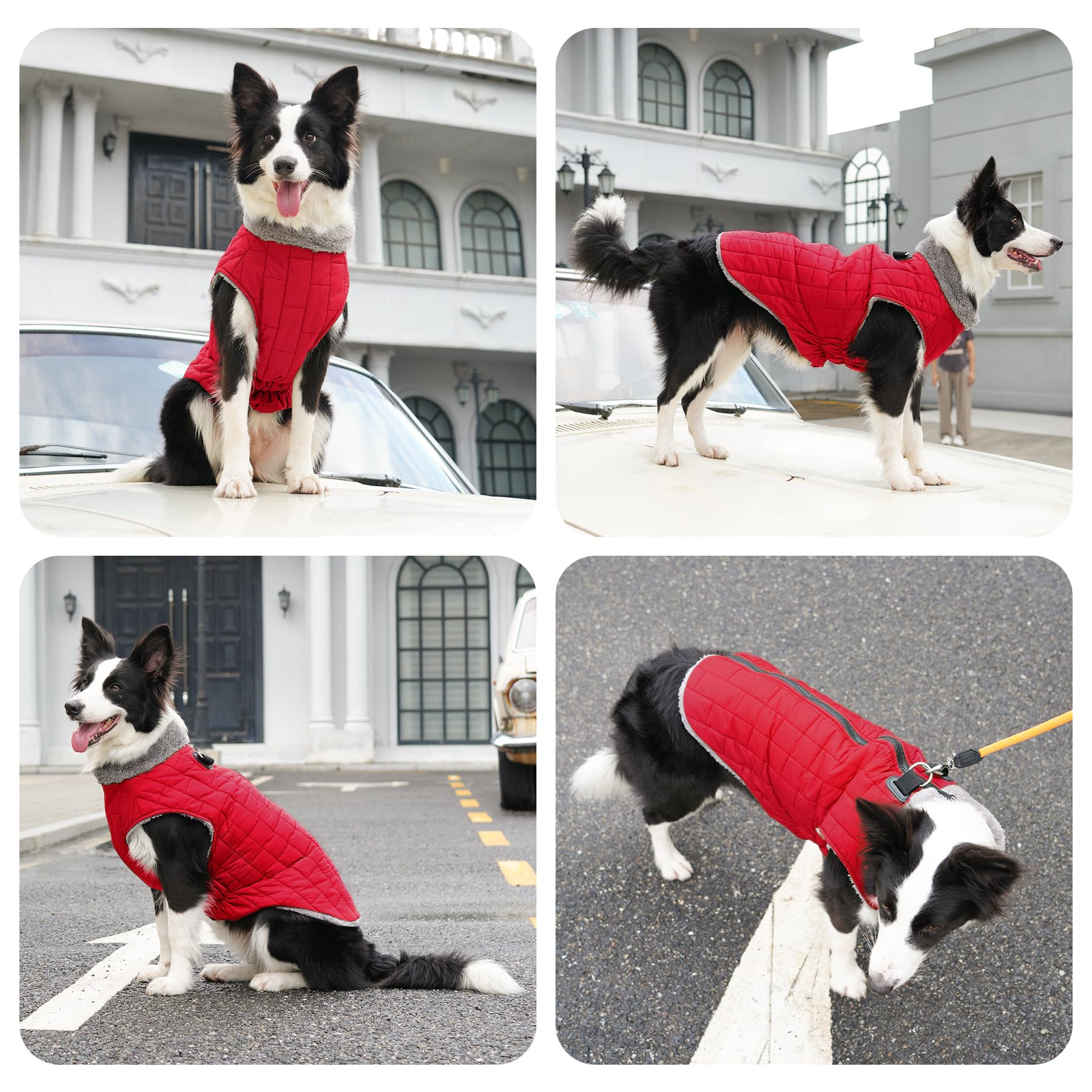 JoyDaog guide des tailles XL: poitrine 56-63 cm, mesure avant achat.