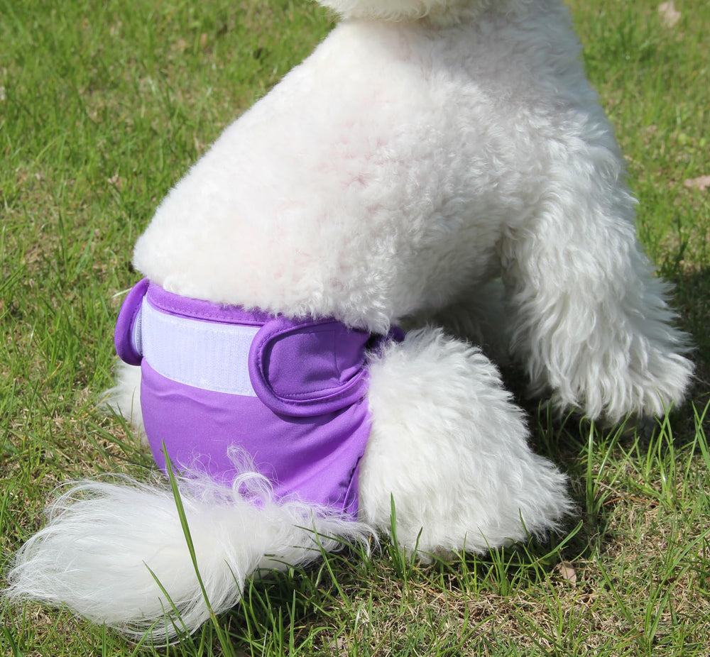 JoyDaog extérieur imperméable et mesh doux: garde le chien au sec.