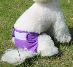 JoyDaog extérieur imperméable et mesh doux: garde le chien au sec.