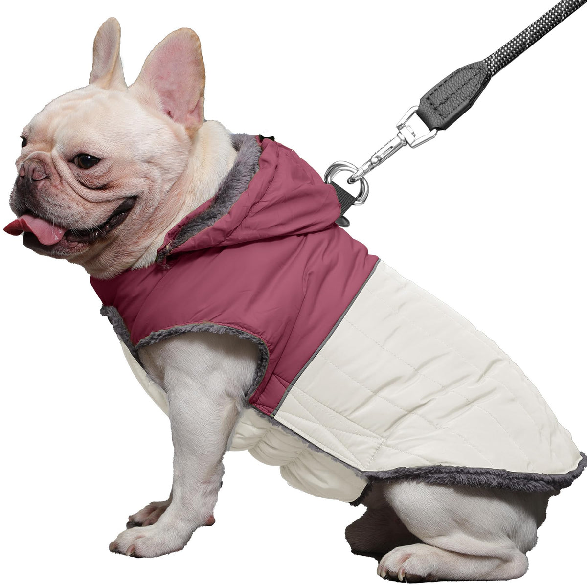 JoyDaog manteau pour chien avec capuche détachable, idéal lors des sorties par temps froid.