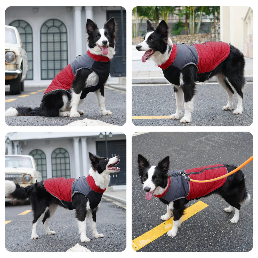 JoyDaog manteau chien moyen, dos-anneaux, design pratique et robuste.