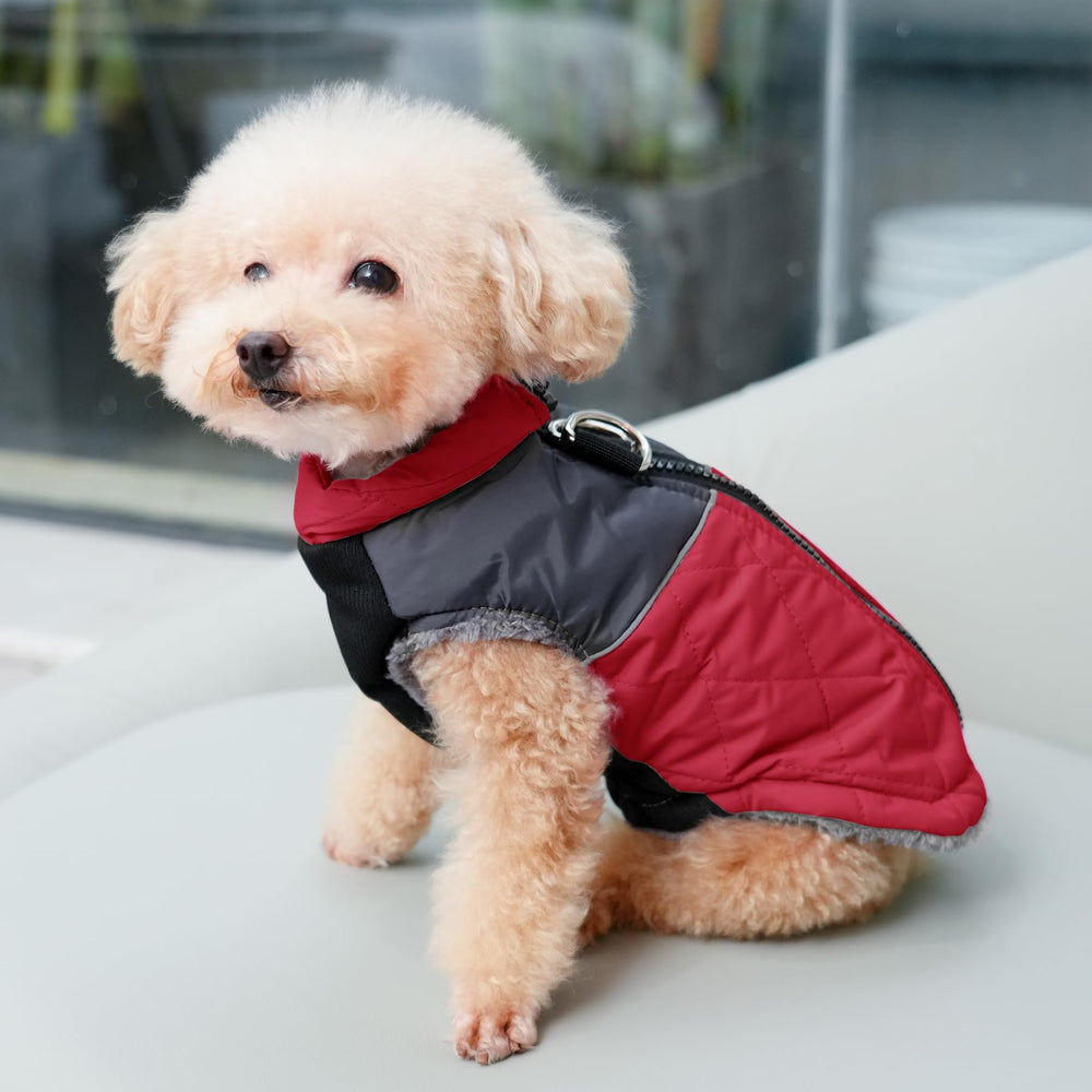 JoyDaog manteau chien moyen, elasticite abdominale, confort ajusté.