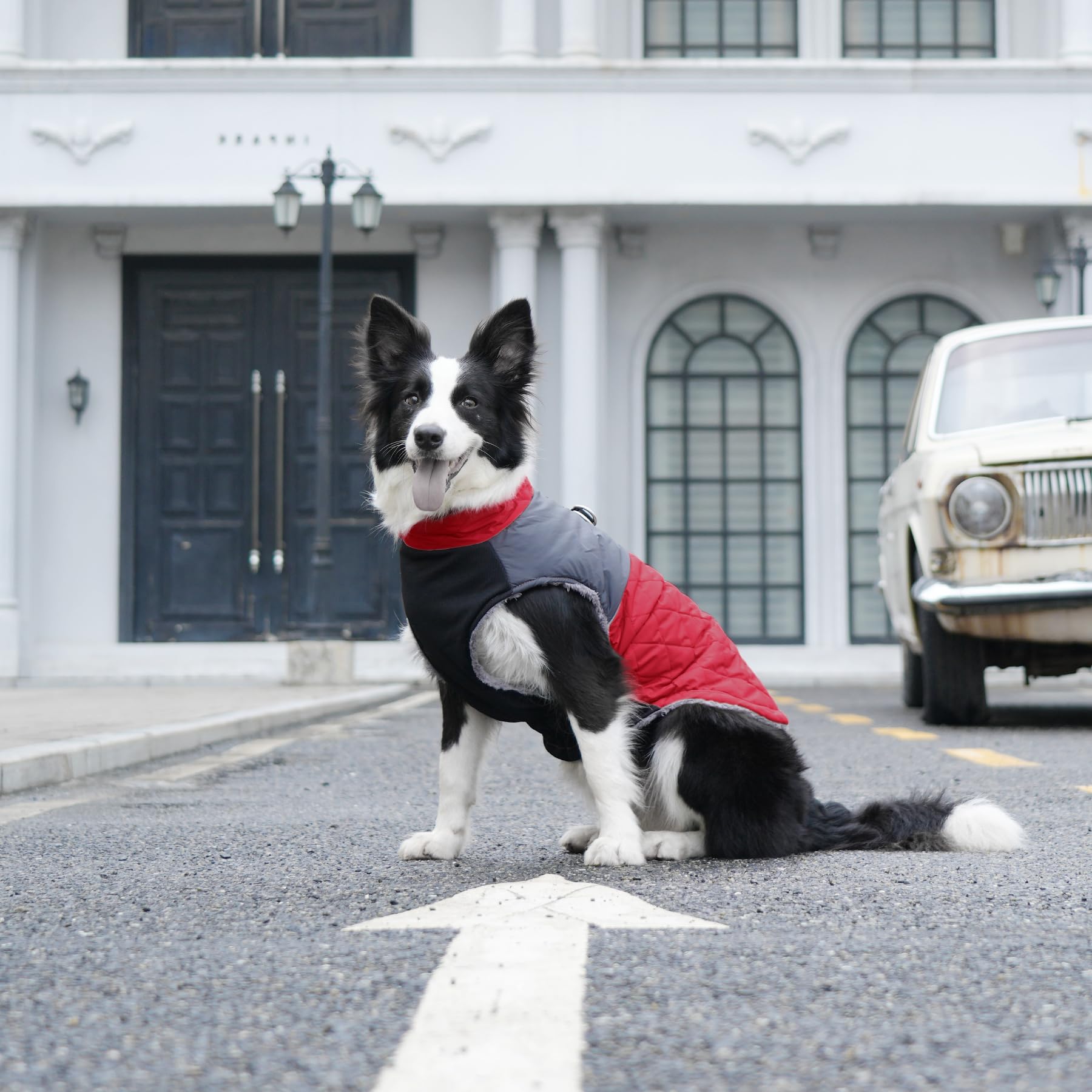 JoyDaog manteau chien moyen, usage quotidien en extérieur pour promenades.