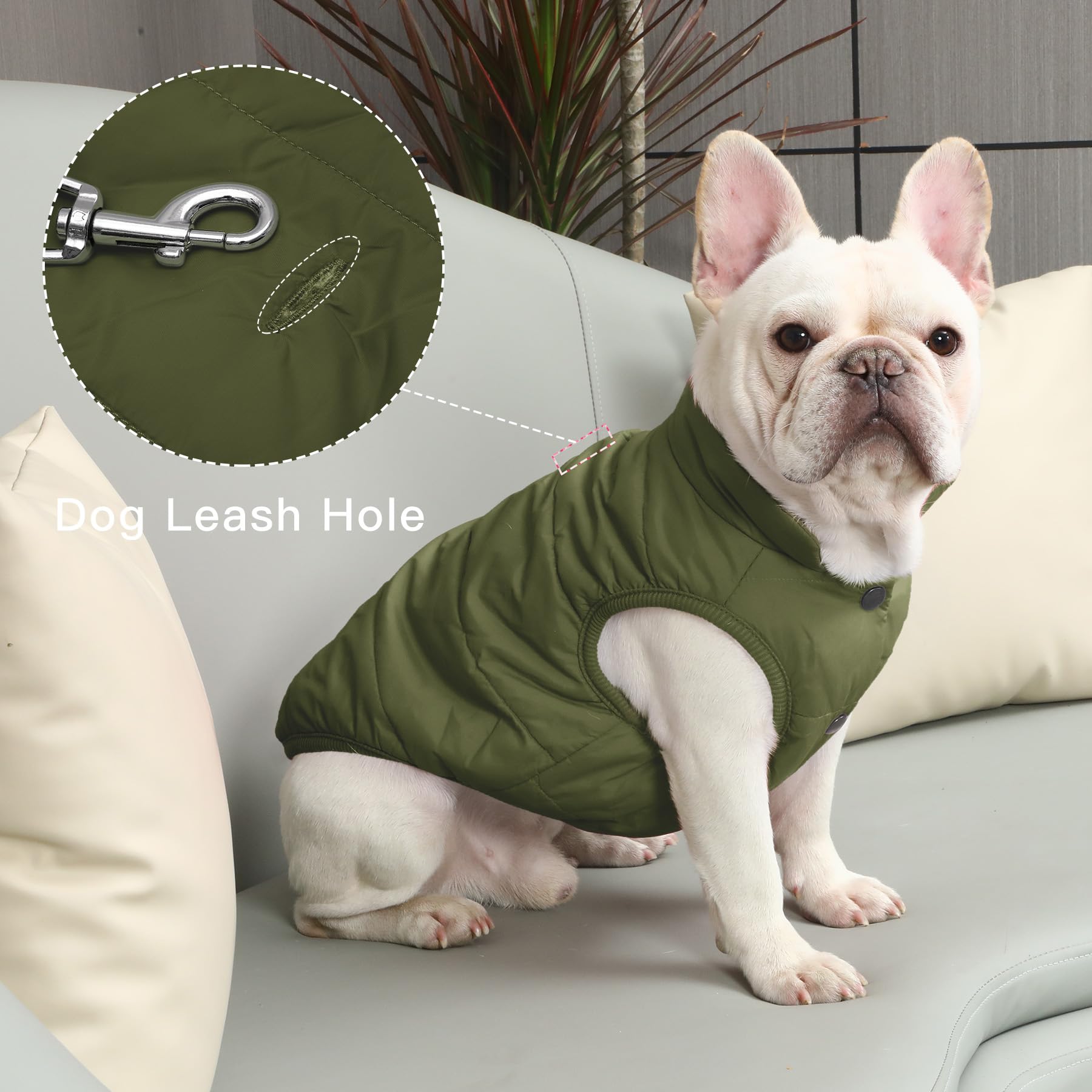 JoyDaog manteau chien vert, bords élastiques assurant un ajustement sûr.