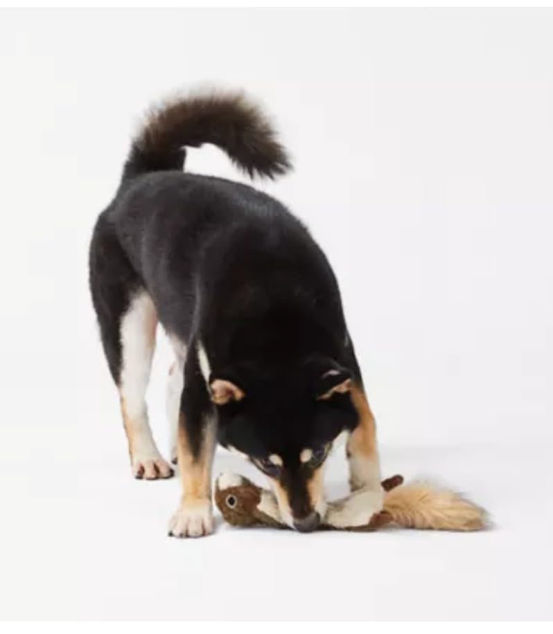 Joyhound Flattie Écureuil avec sifflet interne, pratique et ludique.
