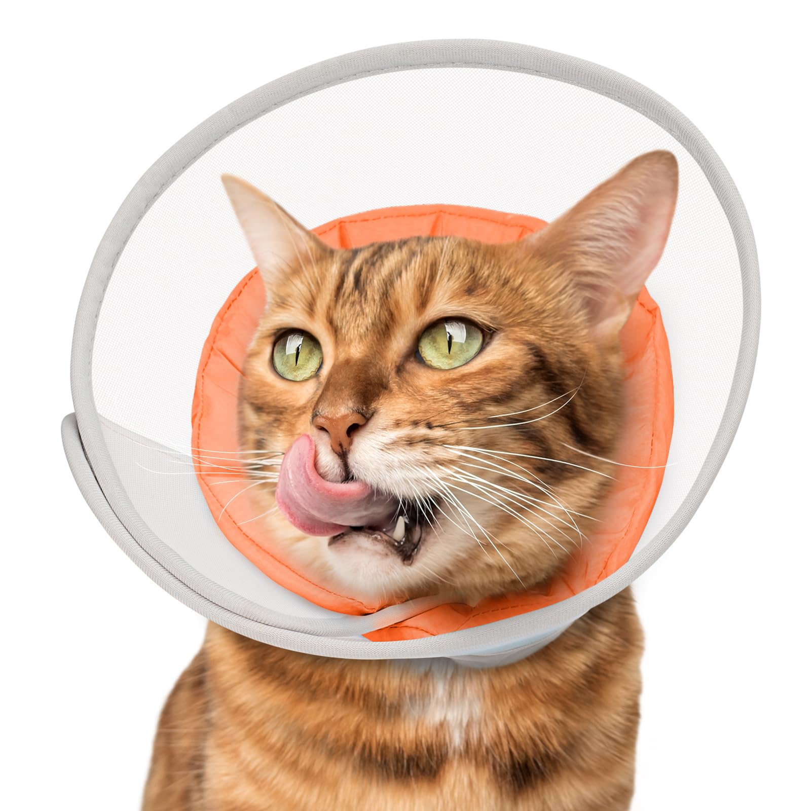 Joypig Collier Conique Soft pour Chats: vue generale et confort post-chirurgie