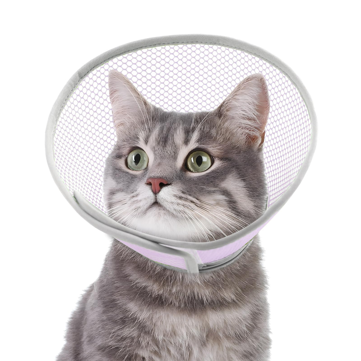 Joypig collier conique chat etanche leger—préserve les plaies pendant la récupération.