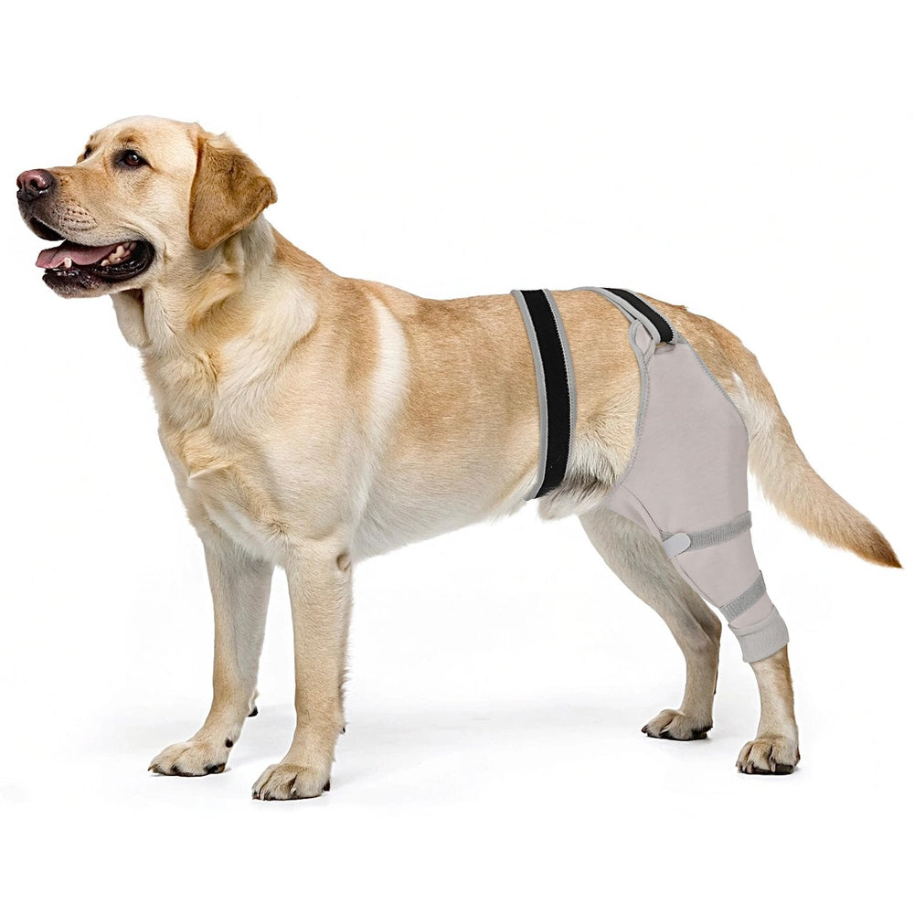 Joypig, manchon patte arrière chien gris protège contre le léchage post-opératoire.