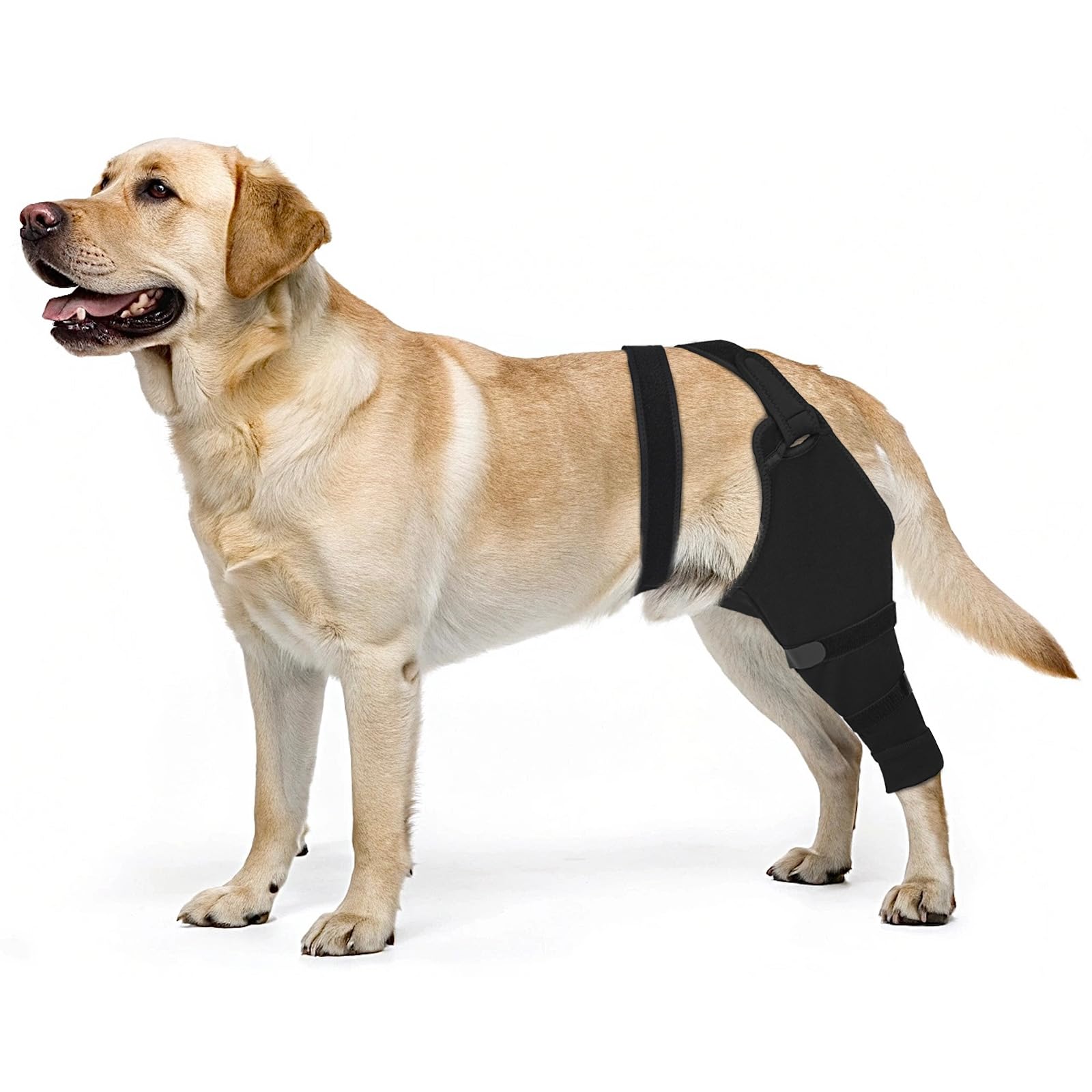 Joypig manchon-patte-arriere-chien: protection douce après chirurgie.