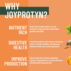 Joyprotyn BSFL: protéine 43% pour poules, soutient croissance et plumage.