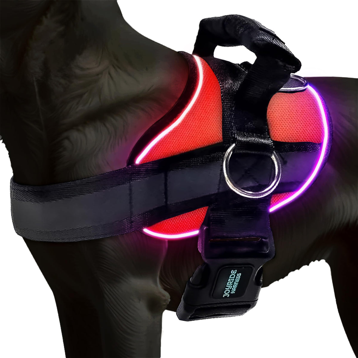 Joyride Harness avec lumière LED visible pour promenades nocturnes plus sûres.