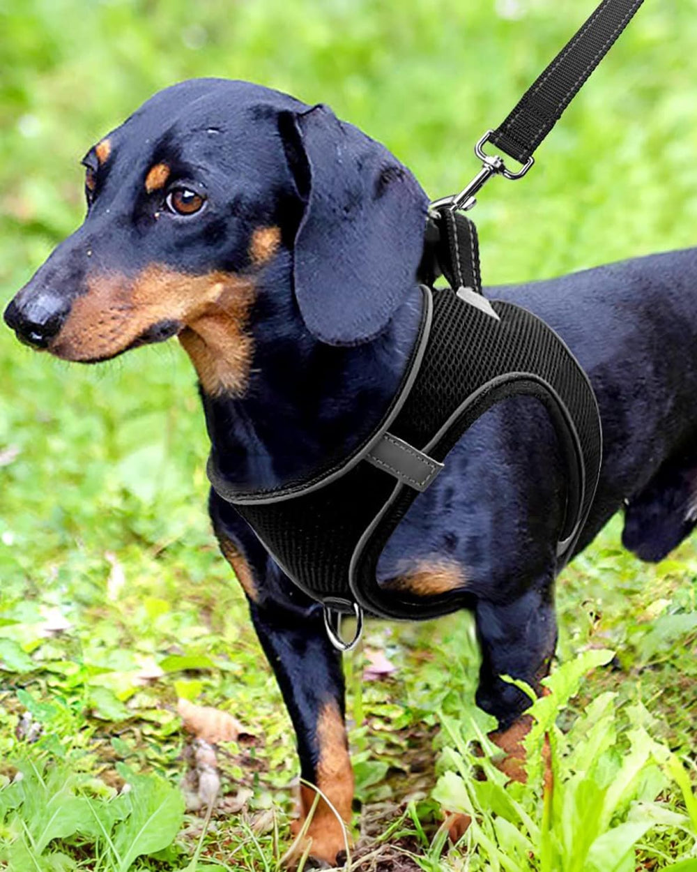 Joytale harnais petit chien, mesh respirant pour ventilation optimale pendant les balades