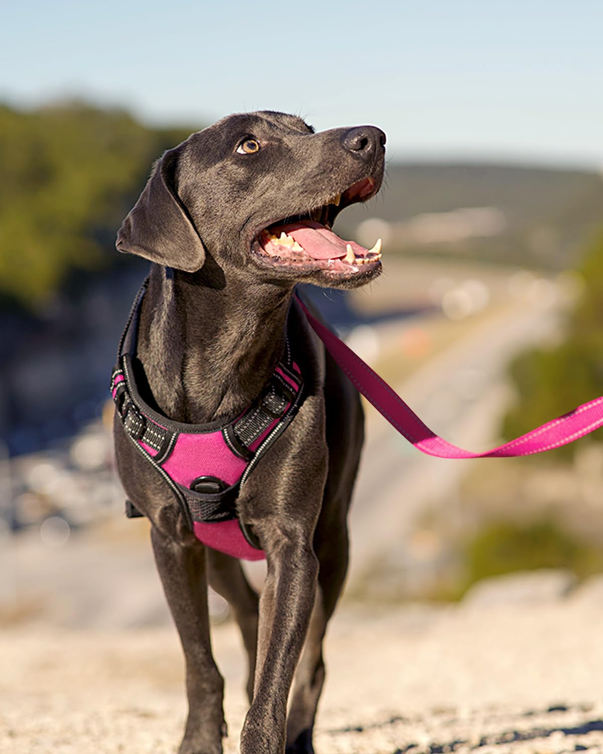 Joytale harnais sangles ajustables: ajuste rapidement pour chiots en croissance