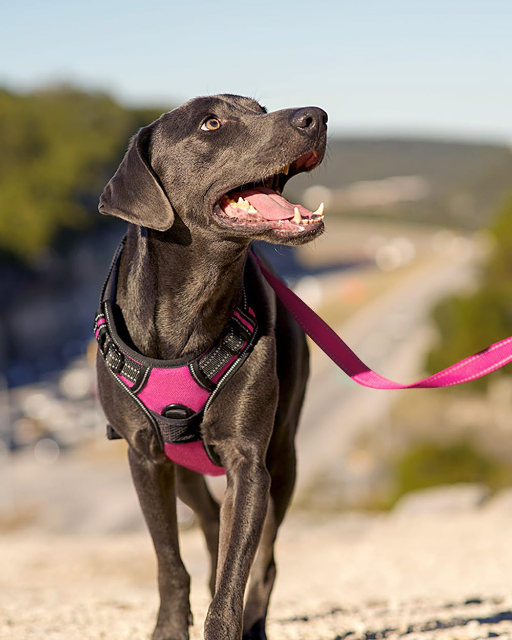 Joytale harnais sangles ajustables: ajuste rapidement pour chiots en croissance